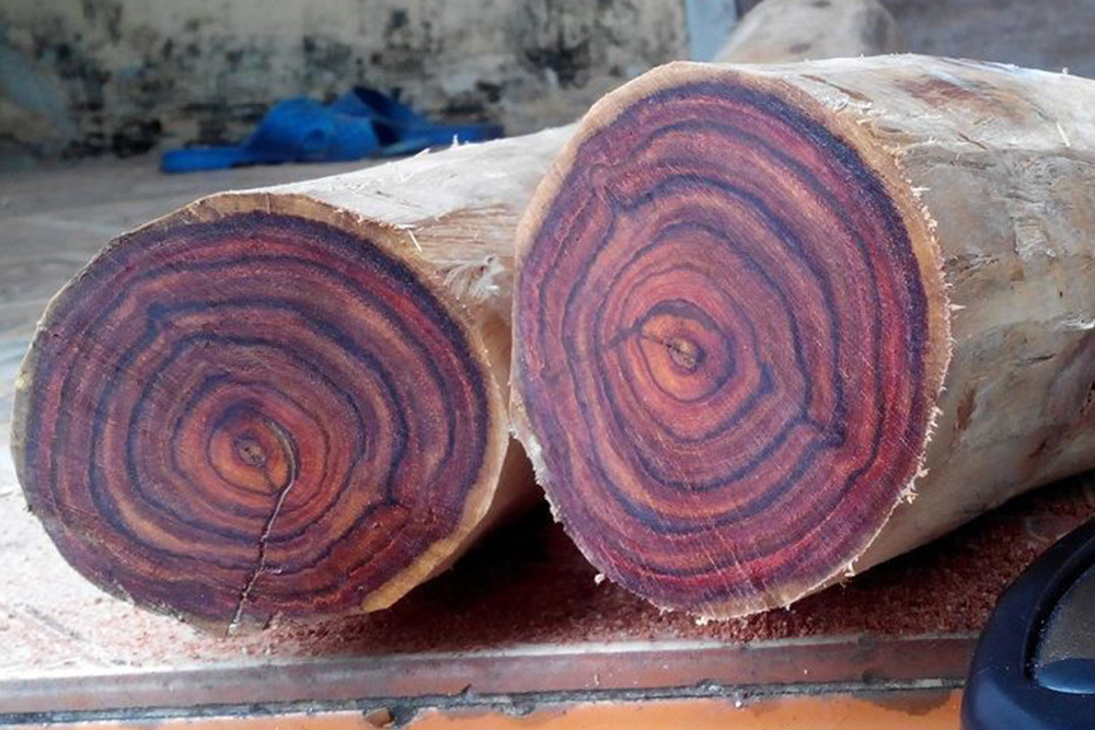 Gỗ sưa là gỗ gì? Đặc điểm nổi bật của các loại gỗ sưa