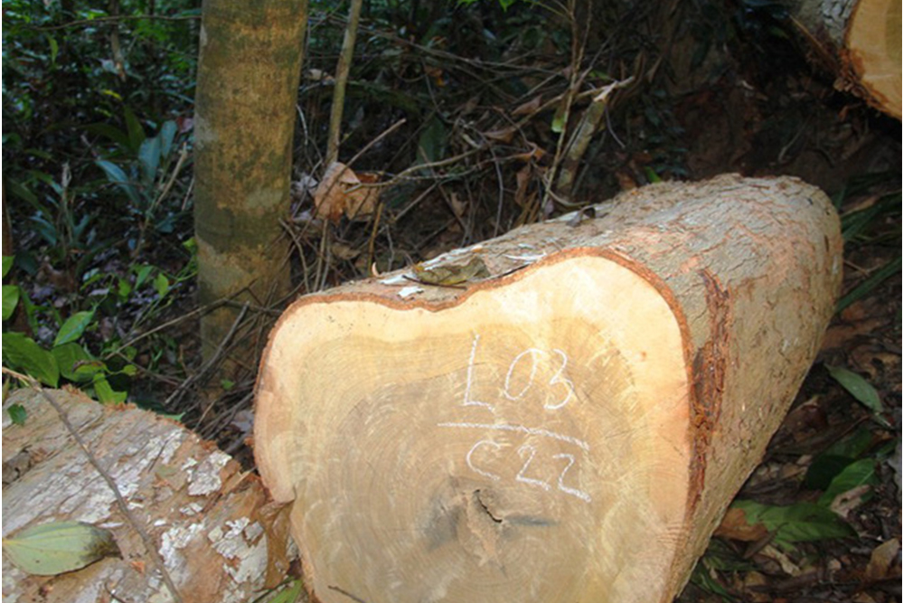 ứng dụng của gỗ dổi